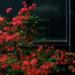 Red Azaleas Bloom Against Dark Building Window