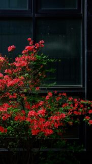 Red Azaleas Bloom Against Dark Building Window