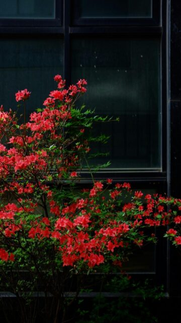 Red Azaleas Bloom Against Dark Building Window