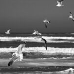 Seagulls Soaring Over Ocean Waves