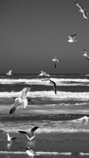 Seagulls Soaring Over Ocean Waves