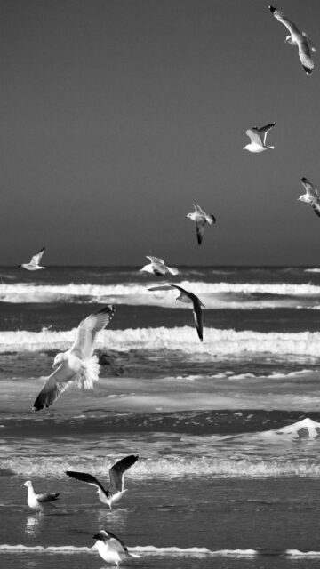 Seagulls Soaring Over Ocean Waves