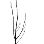 Bare Tree Silhouette Against White Background