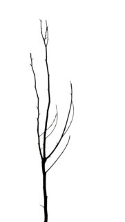 Bare Tree Silhouette Against White Background