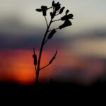 Vibrant Sunset Canola Field Wallpaper