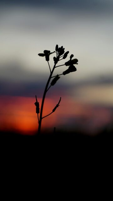 Vibrant Sunset Canola Field Wallpaper