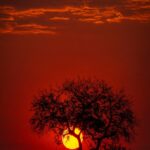 African Sunset Tree Silhouette