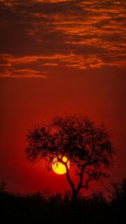 African Sunset Tree Silhouette