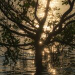 Sunset Serenity: Tree Silhouette in Water