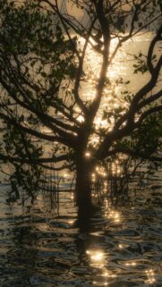 Sunset Serenity: Tree Silhouette in Water