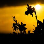 Vibrant Sunset Silhouettes: Flower Power