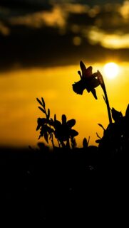 Vibrant Sunset Silhouettes: Flower Power