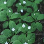 Serenene Nature Scene: Small White Flowers Among Green Leaves