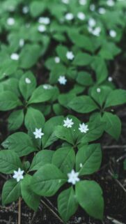 Serenene Nature Scene: Small White Flowers Among Green Leaves