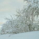 Winter Wonderland - Snowy Mountain Scene