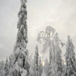 Winter Wonderland Mobile Wallpaper