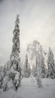 Winter Wonderland Mobile Wallpaper
