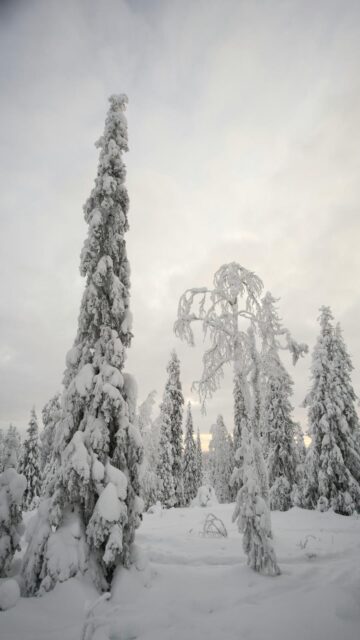 Winter Wonderland Mobile Wallpaper