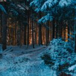 Winter Morning on Snowy Forest Path