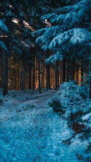 Winter Morning on Snowy Forest Path