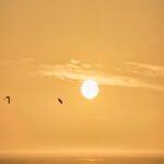 Serenene Ocean Sunset with Birds