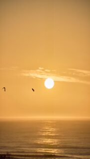Serenene Ocean Sunset with Birds