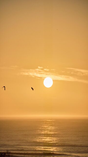 Serenene Ocean Sunset with Birds