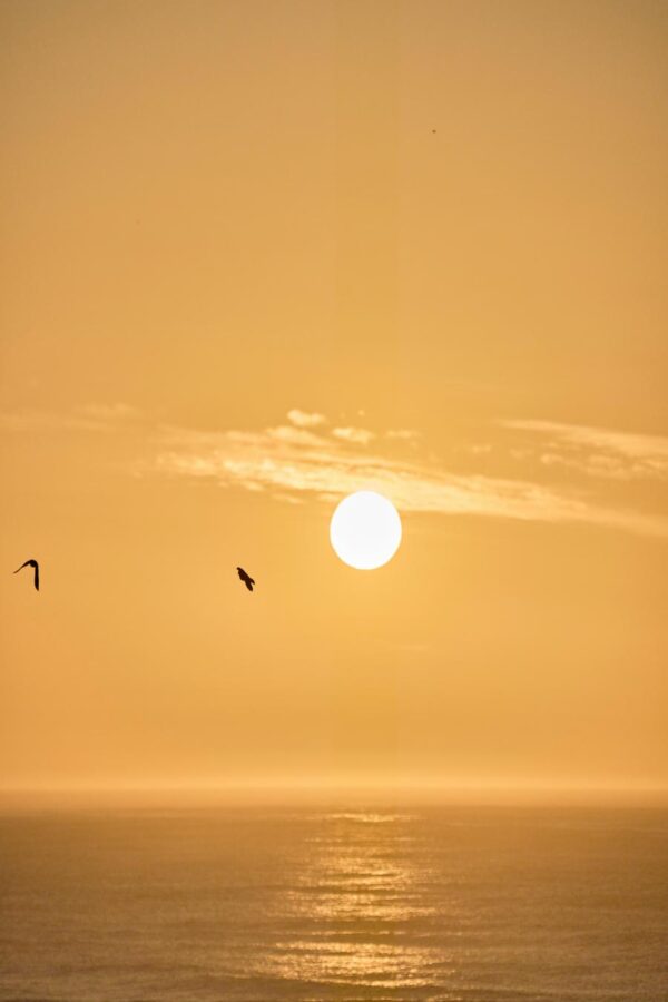 Serenene Ocean Sunset with Birds