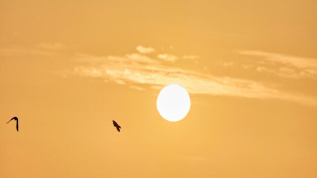 Serenene Ocean Sunset with Birds