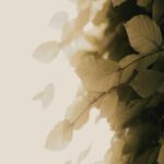 Green Leaves at Sunset