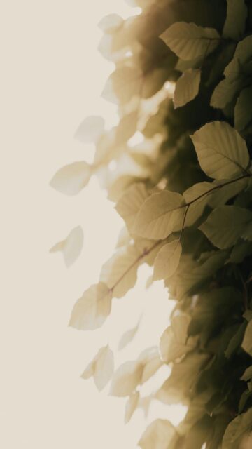 Green Leaves at Sunset
