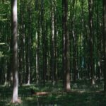 Nature's Beauty: Sunlight Through Forest Canopy