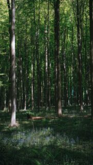 Nature’s Beauty: Sunlight Through Forest Canopy