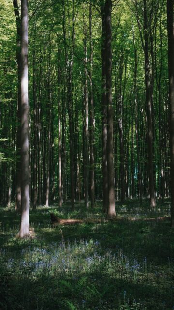 Nature's Beauty: Sunlight Through Forest Canopy
