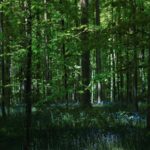 Serene Morning in the Forest with Bluebells