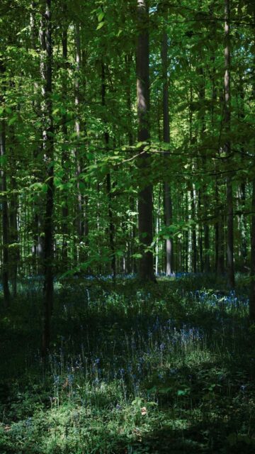 Serene Morning in the Forest with Bluebells