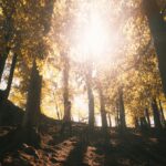 Autumn Forest Path