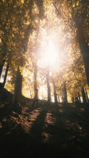 Autumn Forest Path