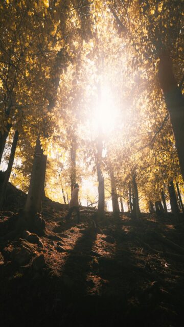 Autumn Forest Path