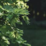 Garden Serenity