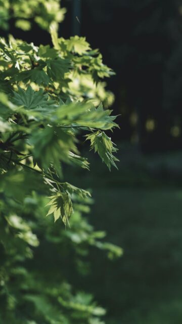 Garden Serenity