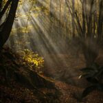 Misty Autumn Forest Wallpaper
