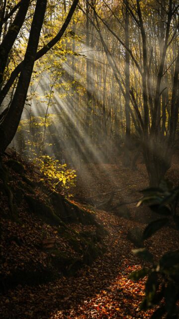 Misty Autumn Forest Wallpaper