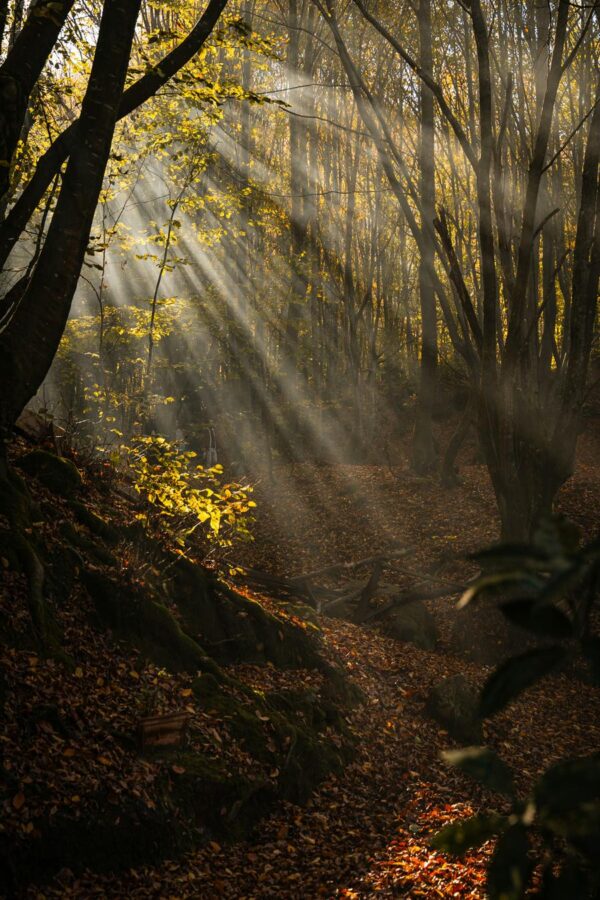 Misty Autumn Forest Wallpaper