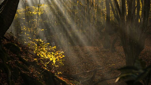 Misty Autumn Forest Wallpaper