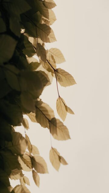 serene-leaves-mobile-wallpaper