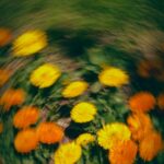 Vibrant Blooms in Greenery