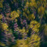 Vibrant Yellow And Purple Blooms Nature Wallpaper