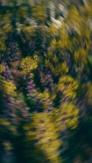 Vibrant Yellow And Purple Blooms Nature Wallpaper
