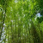 Reaching For The Sky: Tall Green Bamboo Stalks Wallpaper